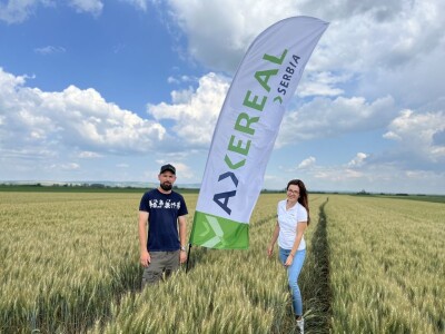 Axereal - sorte pšenice