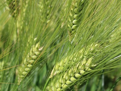 Axereal - sorte pšenice