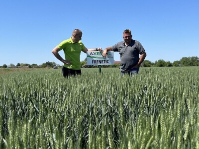 Axereal - sorte pšenice