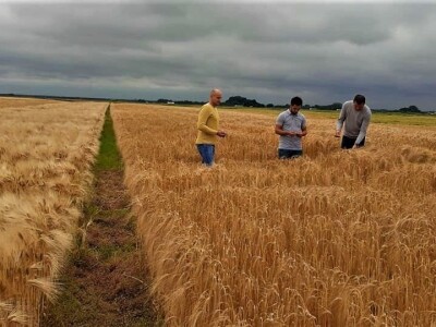 AXEREAL žetva ječma