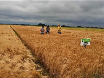 AXEREAL žetva ječma