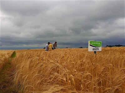 AXEREAL žetva ječma