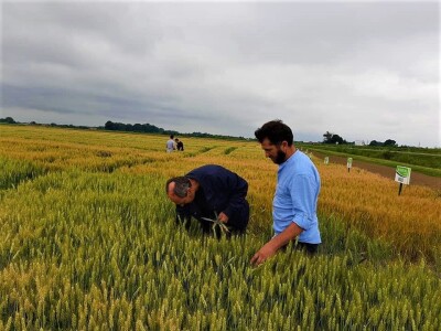 AXEREAL žetva ječma