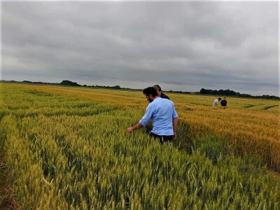 AXEREAL žetva ječma