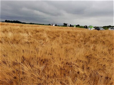 AXEREAL žetva ječma