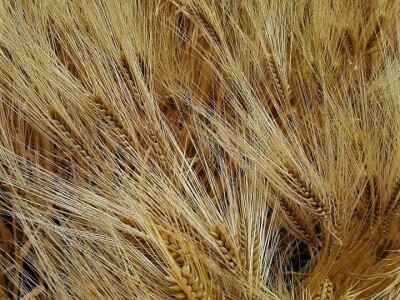 AXEREAL žetva ječma