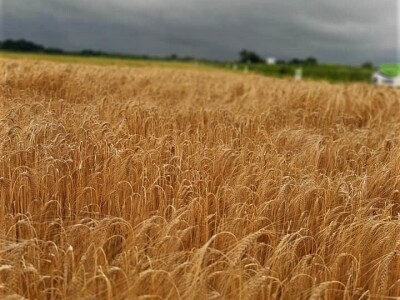 AXEREAL žetva ječma