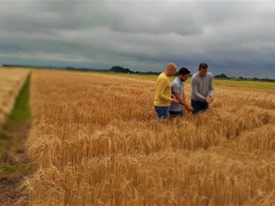 AXEREAL žetva ječma