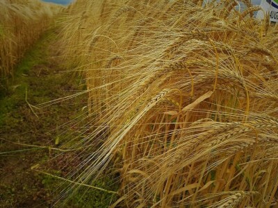 AXEREAL žetva ječma