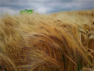 AXEREAL žetva ječma
