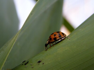 Azijska pamučna štitasta uš
