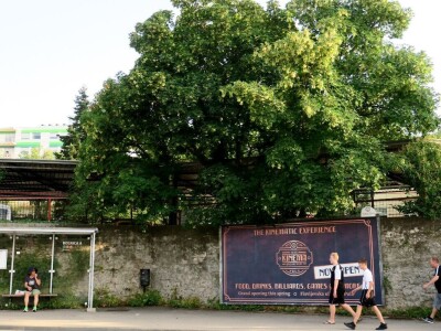 Azijska pamučna štitasta uš