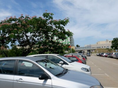 Azijska pamučna štitasta uš