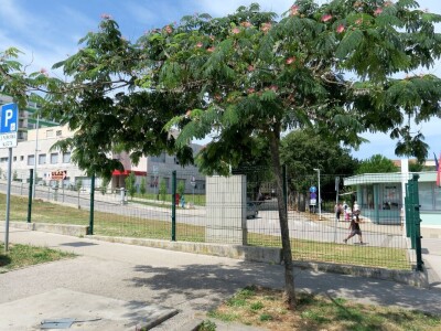 Azijska pamučna štitasta uš