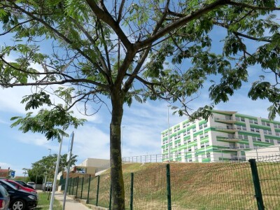 Azijska pamučna štitasta uš