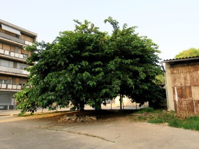 Azijska pamučna štitasta uš