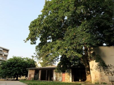 Azijska pamučna štitasta uš