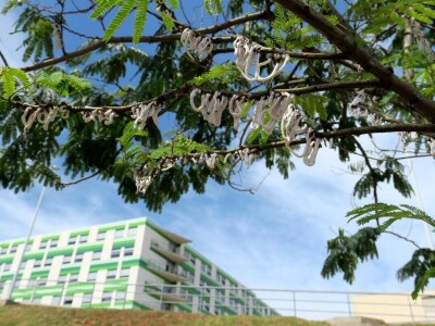 Azijska pamučna štitasta uš