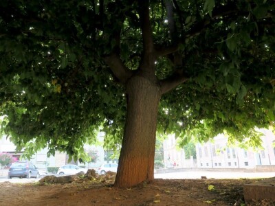 Azijska pamučna štitasta uš