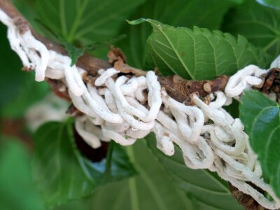 Azijska pamučna štitasta uš