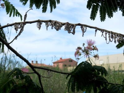 Azijska pamučna štitasta uš