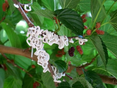 Azijska pamučna štitasta uš