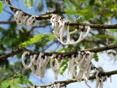 Azijska pamučna štitasta uš
