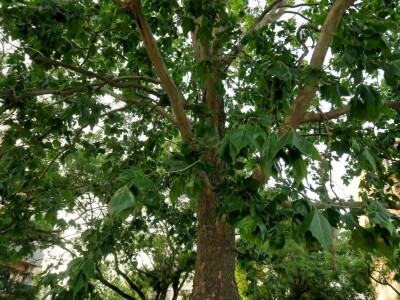 Azijska pamučna štitasta uš