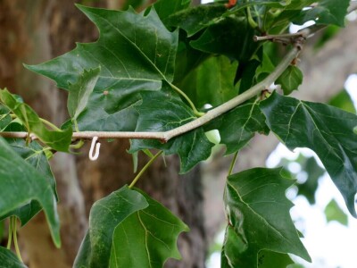 Azijska pamučna štitasta uš