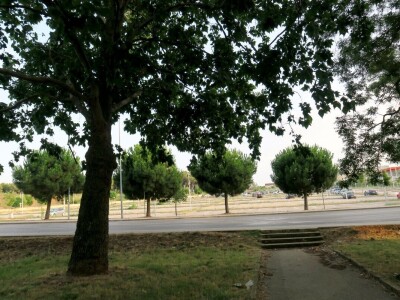 Azijska pamučna štitasta uš