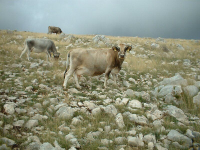 Krave pasmine buša u kršu Dalmacije
