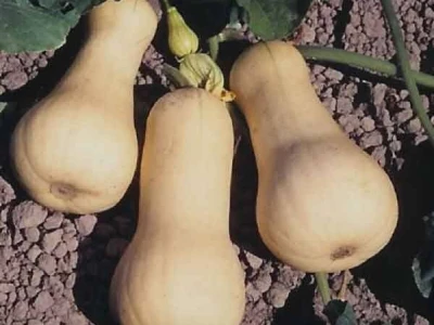 Butternut tikva