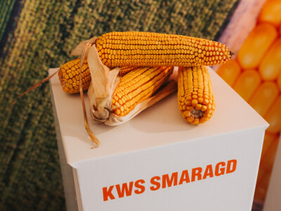 KWS - Premijera PLUS4GRAIN hibrida kukuruza