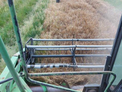 Slaven Puzjak - početak žetve ječma Slaven Puzjak - početak žetve ječma