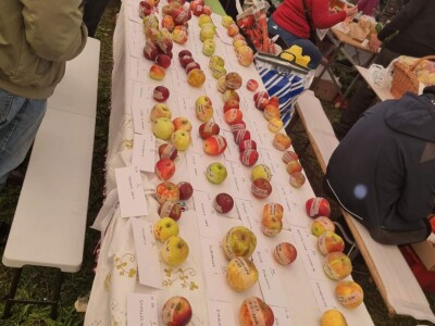 Izložba plodova starih sorti Cernik 2024