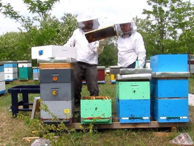 Bojan Stanković, pčelar iz Obrenovca