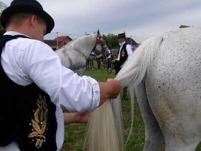 Vezanje konjskog repa