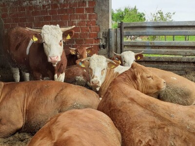 Baby  beeb - kriza tova