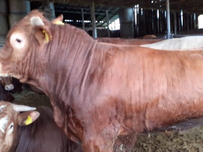 Baby  beeb - kriza tova