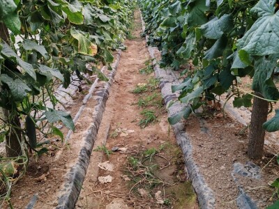 BACANJE PAPRIKE I KRASTAVACA U PODRAVINI