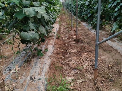 BACANJE PAPRIKE I KRASTAVACA U PODRAVINI