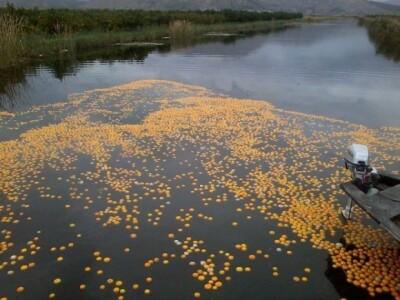 Neretvanske mandarine i klementine