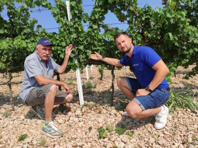 TOPLINSKI VAL - Kako je  Colićev sustav spasio vinograd Bože Bačića