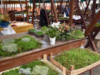 BADNJE JUTRO U ZADRU -  S peškarije na pijacu pa u mesnicu