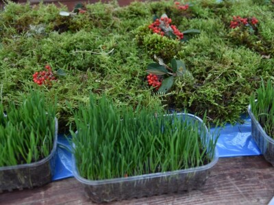 BADNJE JUTRO U ZADRU -  S peškarije na pijacu pa u mesnicu