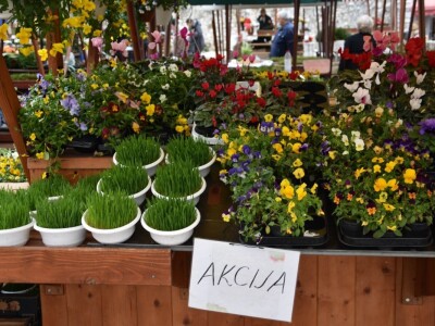 BADNJE JUTRO U ZADRU -  S peškarije na pijacu pa u mesnicu