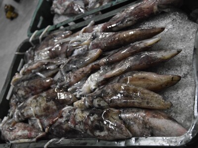 BADNJE JUTRO U ZADRU -  S peškarije na pijacu pa u mesnicu