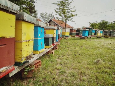 Bagremova paša i košnice