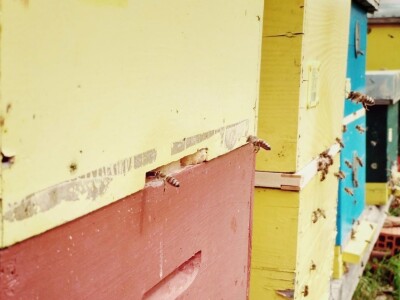 Bagremova paša i košnice