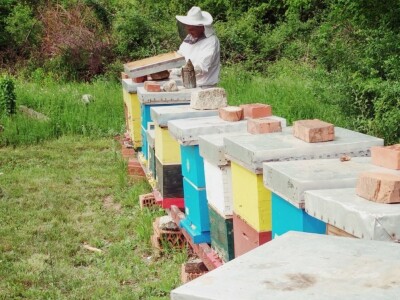 Bagremova paša i košnice